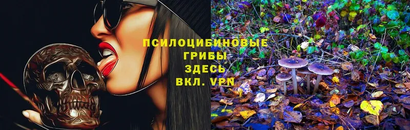 Псилоцибиновые грибы Psilocybe  Грязи 